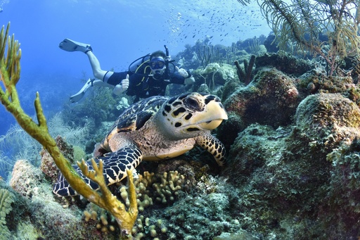 PADI Bubblemaker 