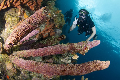 PADI Discover Scuba Dive
