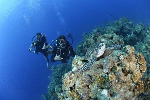 1 Tank Guided Dive